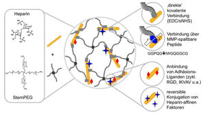Cellresponsive StarPEG-heparin gels with modular characteristics