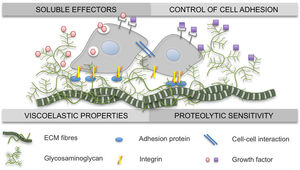 Stem cells within their natural microenvironments are surrounded by extracellular matrix, which presents orchestrated molecular and physical signals