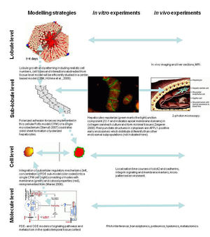 Scheme of the proposed multi-scale approach. Right: Multi-cellular organization of the Hepatic Sinusoid.
