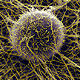 Biopolymer Matrices