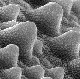 Biomimetic Antifouling