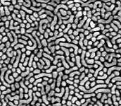 Photopatternable block copolymer film on silica