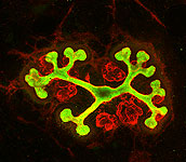 Embryonic kidney of the mouse cultivated in a new developed organ culture system