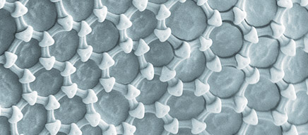 Anti-wettable nanoscopic comb structure of collembolan skin (Sinella tenebricosa)