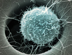 Human hematopoetic stem cell growing within fibronectin-coated microcavities