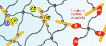 Heparin-starPEG gel platform: decoupled gradation of physical and biomolecular signals